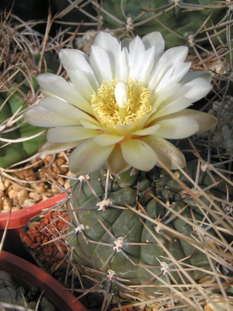 Gymnocalycium Gibosum v. Chubutense